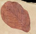 Red Fossil Leaf (Hickory) - Montana #68274-1